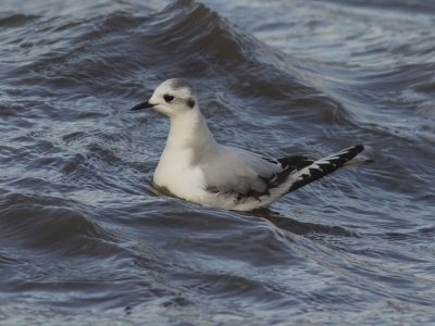 Dvärgmås - Little Gull (Larus minutus)