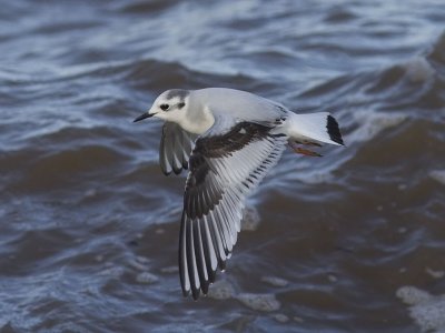 Dvärgmås - Little Gull (Larus minutus)