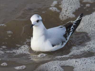 Dvärgmås - Little Gull (Larus minutus)