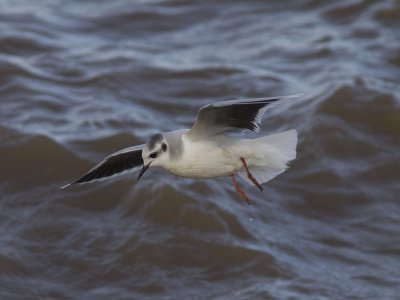 Dvärgmås - Little Gull (Larus minutus)