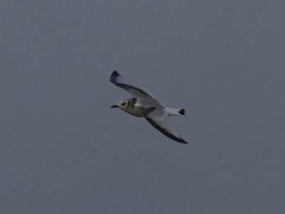Tretåig mås - Black-legged Kittiwake (Rissa tridactyla)