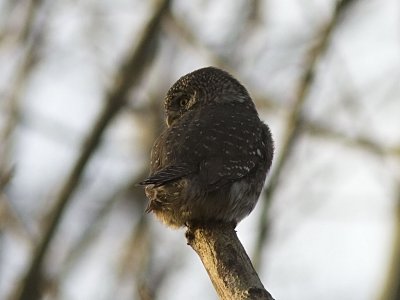 Sparvuggla - Pygmy owl (Glaucidium passerinum)