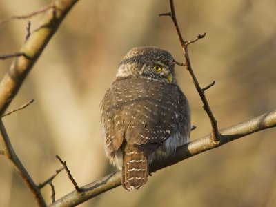 Sparvuggla - Pygmy owl (Glaucidium passerinum)
