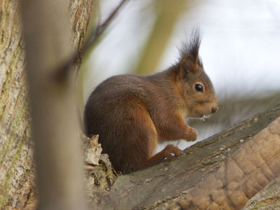 Rd ekorre - Eurasian red squirrel (Sciurus vulgaris)