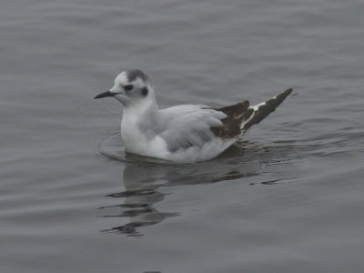 Dvärgmås - Little Gull (Larus minutus)