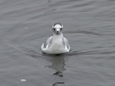 Dvärgmås - Little Gull (Larus minutus)