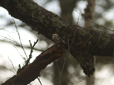 Entita - Marsh Tit (Parus palustris)