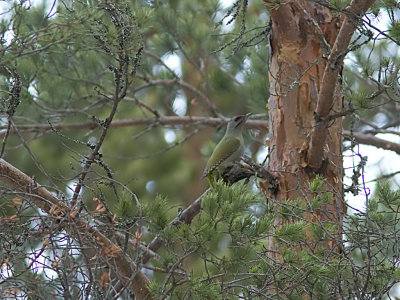 Gråspett - Grey-headed Woodpecker (Picus canus)