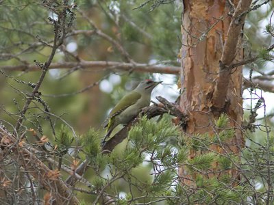 Grspett - Grey-headed Woodpecker (Picus canus