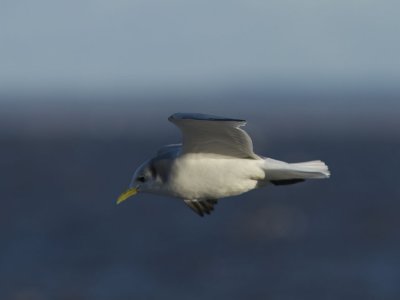 Tretåig mås - Black-legged Kittiwake (Rissa tridactyla)