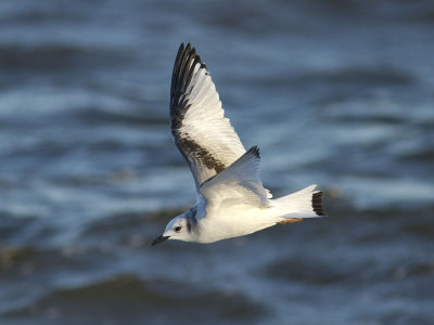 Tretåig mås - Black-legged Kittiwake (Rissa tridactyla)