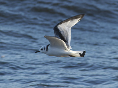 Tretåig mås - Black-legged Kittiwake (Rissa tridactyla)