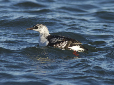 Tobisgrissla - Black Guillemot (Cepphus grylle)