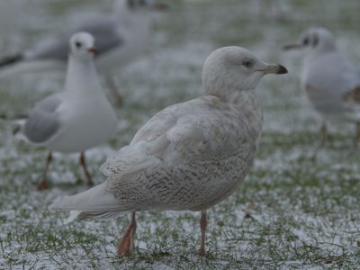 Vitvingad trut - Iceland Gull (Larus glaucoides)