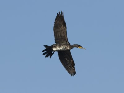 Storskarv - Great Cormorant (Phalacrocorax carbo)