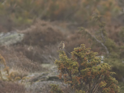 Svarthakad buskskvätta - Stonechat (Saxicola torquata)