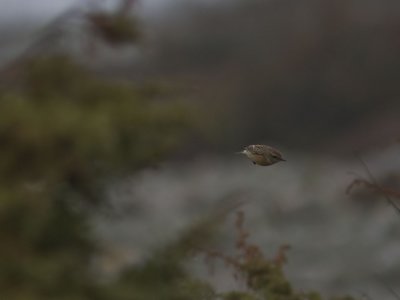 Svarthakad buskskvtta - Stonechat (Saxicola torquata)