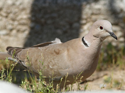Turkduva - Eurasian Collared Dove (Streptopelia decaocto)