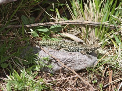 Tyrrensk murdla - Tyrrhenian Wall Lizard (Podarcis tiliguerta)