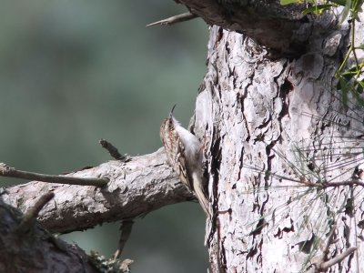 Trdkrypare - Eurasian Treecreeper (Certhia familiaris corsa)