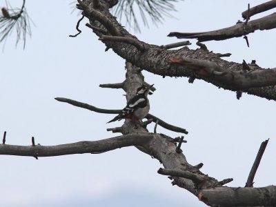 Strre hackspett - Great Spotted Woodpecker (Dendrocopos major parroti)