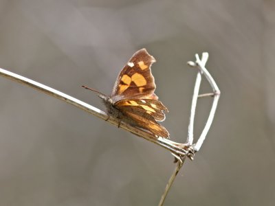 Palpfjril - Nettle-Tree Butterfly (Libythea celtis)