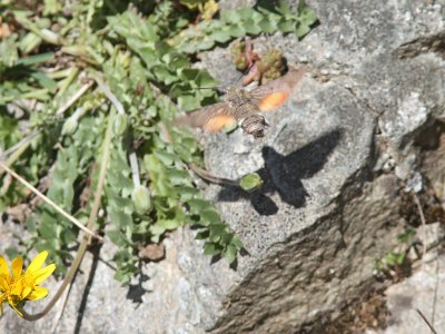 Strre dagsvrmare - Hummingbird Hawk-moth (Macroglossum stellatarum)