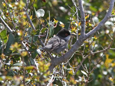 Sammetshtta - Sardinian Warbler (Sylvia melanocephala)