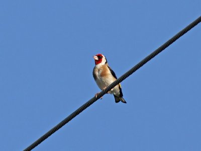 Steglits - European Goldfinch (Carduelis carduelis tchusii)