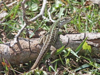 Tyrrensk murödla - Tyrrhenian Wall Lizard (Podarcis tiliguerta)