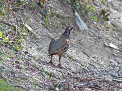 Rdhna - Red-legged Partridge (Alectoris rufa)