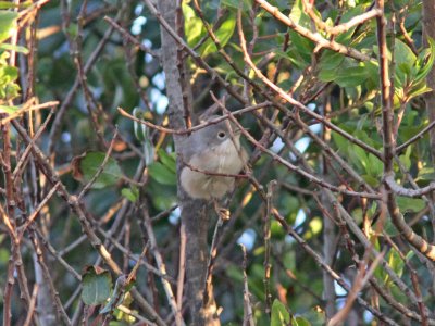 Rdstrupig sngare - Subalpine Warbler (Sylvia cantillans moltoni)?
