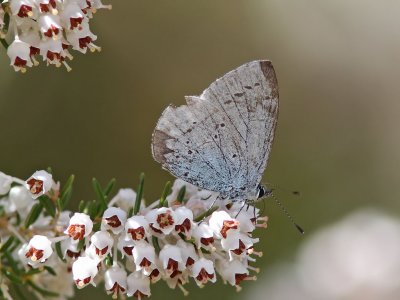 Tosteblvinge - Holly Blue (Celastrina argiolus)