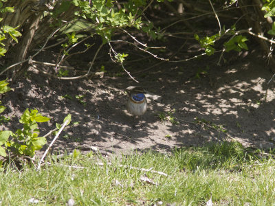 Blåhake - Bluethroat (Luscinia svecica)