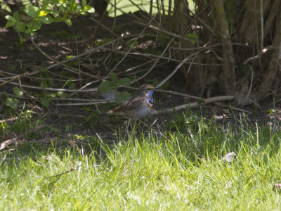 Blåhake - Bluethroat (Luscinia svecica)