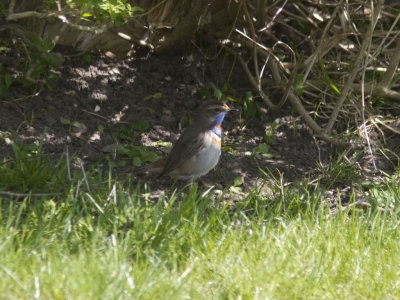 Blåhake - Bluethroat (Luscinia svecica)