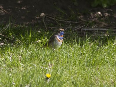 Blåhake - Bluethroat (Luscinia svecica)