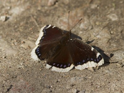 Sorgmantel - Mourning Cloak (Nymphalis antiopa)