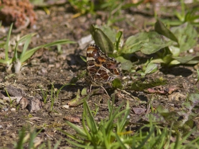 Kartfjril - Map Butterfly (Araschnia levana)