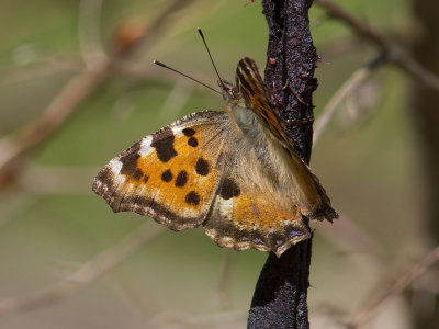 Krsbrsfuks - Large Tortoiseshell (Nymphalis polychloros)