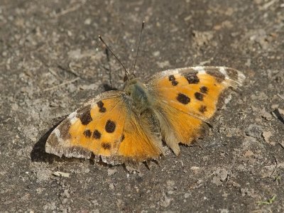 Videfuks - Yellow-legged Tortoiseshell (Nymphalis xanthomelas)