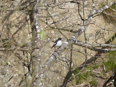 Svartvit x halsband flug - Pied x Collared Flycatcher, Ficedula hypoleuca x albicollis)?