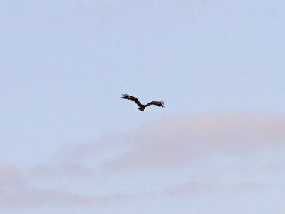 Strre skrikrn - Greater Spotted Eagle (Aquila clanga),
