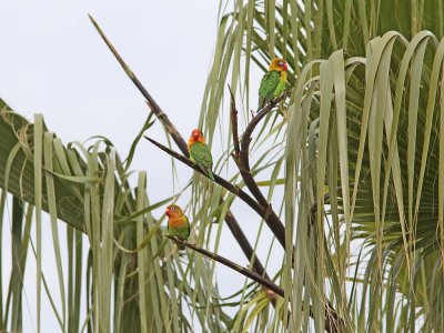 Fischers dvrgpapegoja - Fisher's Lovebird (Agapornis fischeri)
