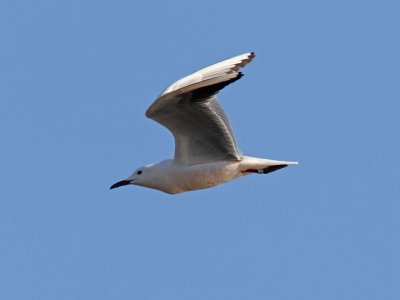 Lngnbbad ms - Slender-billed Gull (Larus genei)
