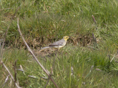 Citronärla - Citrine Wagtail (Motacilla citreola)