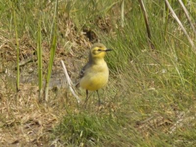 Citronärla - Citrine Wagtail (Motacilla citreola)