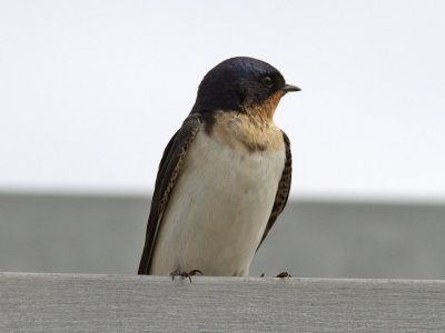 Ladu x Hussvala (Hirundo rustica x Delichon urbicum)