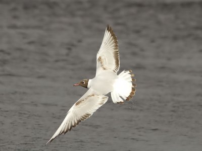 Skrattmås - Black-headed Gull (Larus ridibundus)