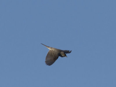 Hksngare - Barred Warbler (Sylvia nisoria)